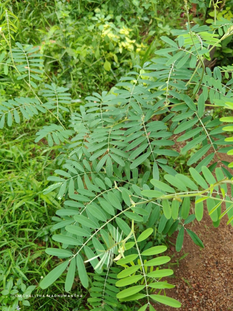 Tephrosia noctiflora Bojer ex Baker